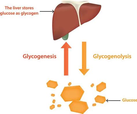 Glucogénesis Ciclo Etapas Importancia Vs Gluconeogénesis