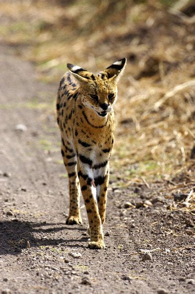 Wild Serval Cat Feline Facts And Information