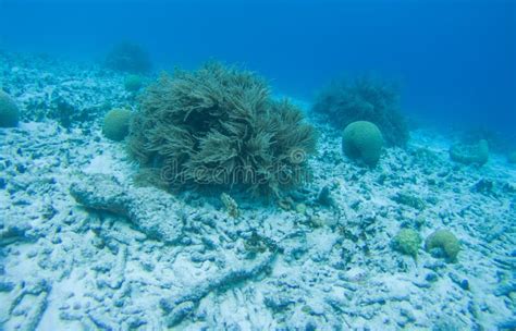 Coral Life Caribbean Sea Underwater Stock Photo Image Of Water Scene