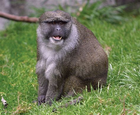Swamp monkey | primate | Britannica