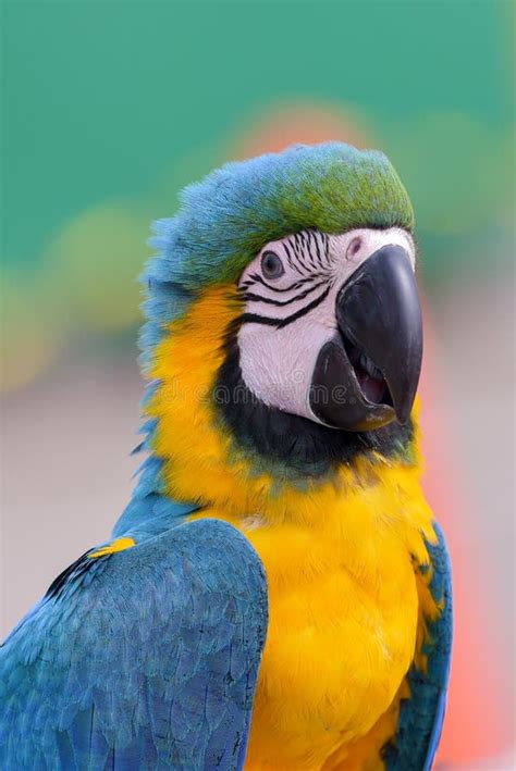 Photo Of Scarlet Macaw Bird Stock Image Image Of Feather Beautiful