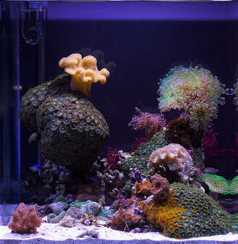 Justind823s 9 Gallon Lps And Soft Coral Cube Nano Reef