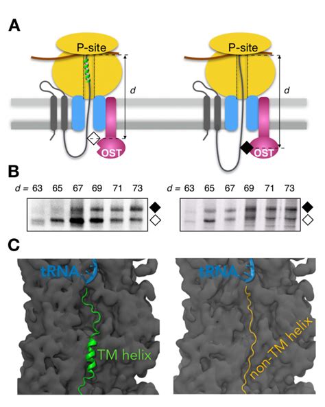 How Do Membrane Proteins Fold Biofísica