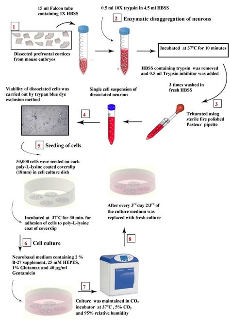 Flow Chart Showing The Steps Employed During The Primary Culture Of