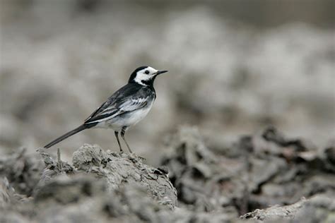 April 2019 Bird Of The Month Pied Wagtail The English Garden