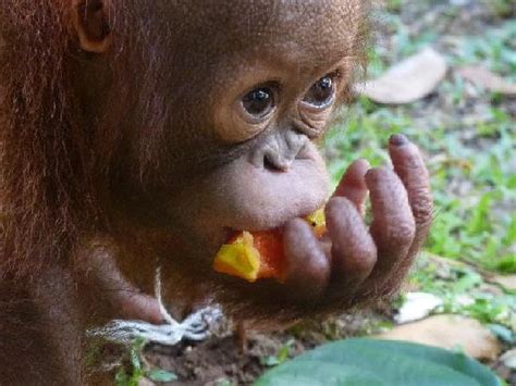 Our store location is at: The Great Orangutan Project (Kuching) - 2021 All You Need ...