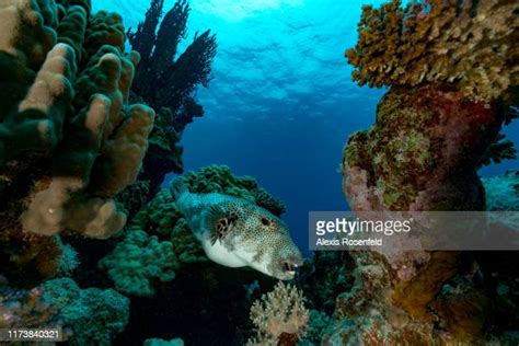 Puffer Fish Photos And Premium High Res Pictures Getty Images