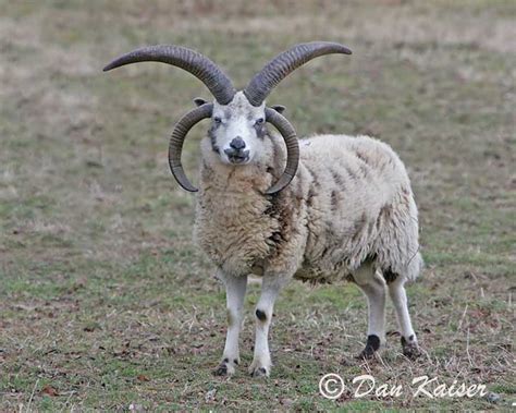 Four Horned Jacob Sheep Flickr Photo Sharing