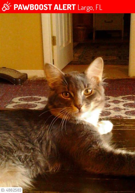 Lost Male Cat In Largo Fl 33770 Named Gizmo Id 4862583 Pawboost