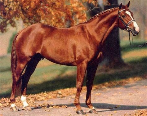 Hanoverian An Elegant Athletic Breed From Germany It Is One Of The