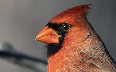 Big Head Northern Cardinal Scientific Name Cardinalis C Flickr