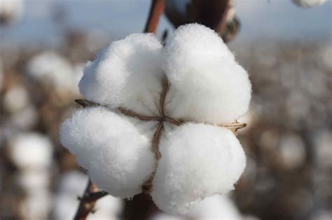 Cotton futures revive, amid ideas of weak sowings | Agrodaily