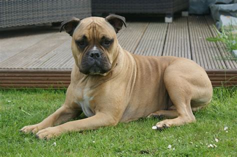 Welcome to english bulldog news! Free Images : vertebrate, dog breed, bullmastiff, old ...