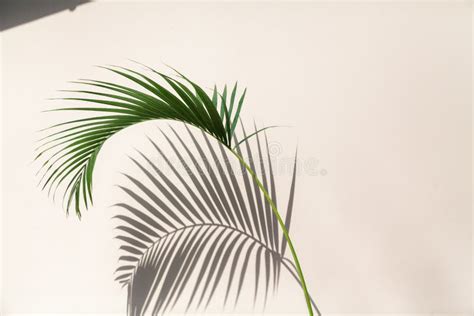 Palm Tree Branch Casts Interesting Shadow On Wall Stock Photo Image