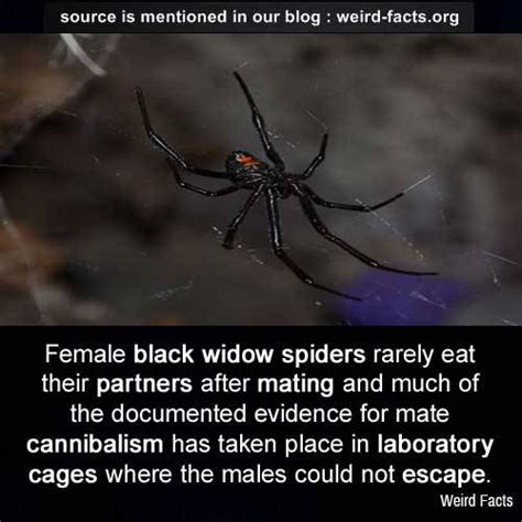 It is not usually fatal, but it can be dangerous to children the black widow is famous for its name, given because the female spiders are known to kill and eat males sometimes after mating. Female black widow spiders rarely eat their... - Mind ...
