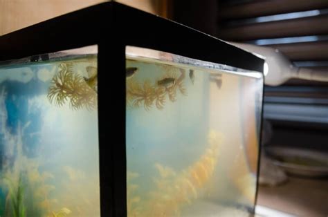 How To Clear Cloudy Aquarium Water Causes And Prevention