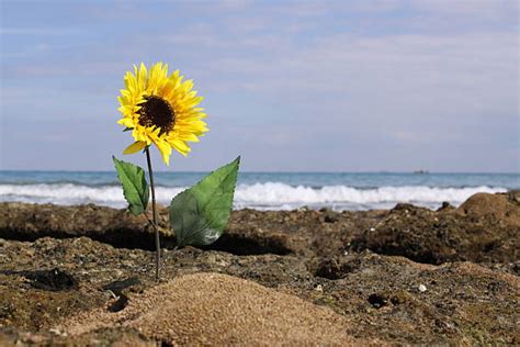 Beach Sunflower Stock Photos Pictures And Royalty Free Images Istock