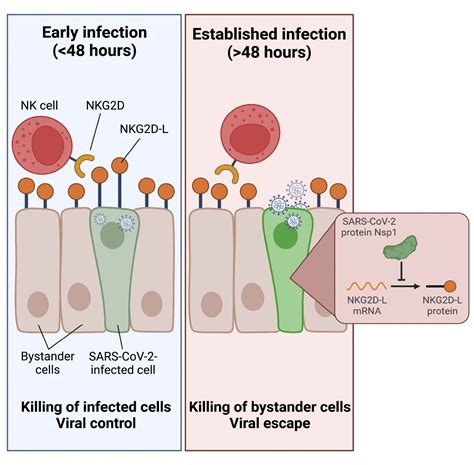 Sars Cov 2 Evades Natural Killer Cell Cytotoxic Responses