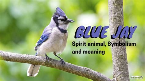 Blue Jay Spirit Animal Symbolism And Meaning Youtube
