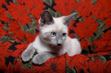 Some say that lilac points are delicate, dramatic, and theatrical, but don't let them fool you! Best Names For Siamese Cats