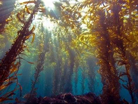 National Geographic Gras Ocean Ecosystem Underwater Plants Underwater Images The Spectre