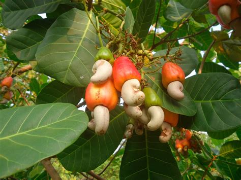 How Do Cashews Grow Anyway Readers Digest