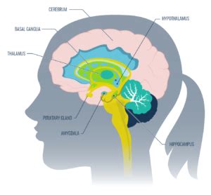 The Limbic System 5 Ways To Boost Learning Capability