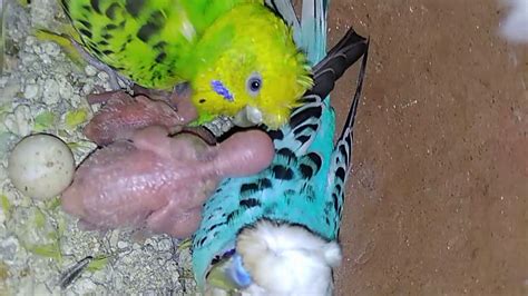 Crested Budgies Chick Update Youtube