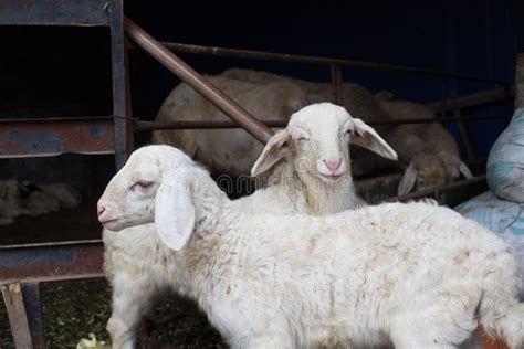 Goat And Sheep Lamb In Farm Land Stock Image Image Of Eyes Farm