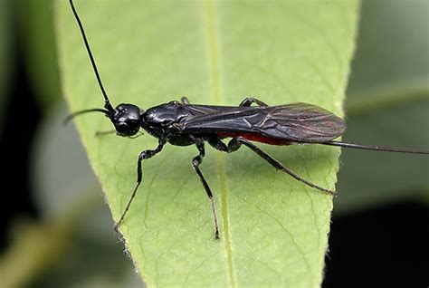 Biologi Gonzaga Hymenoptera Insecta