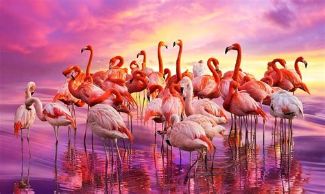 Flamingo Dance Pink Dancing Water Colorful Flamingos Birds Hd