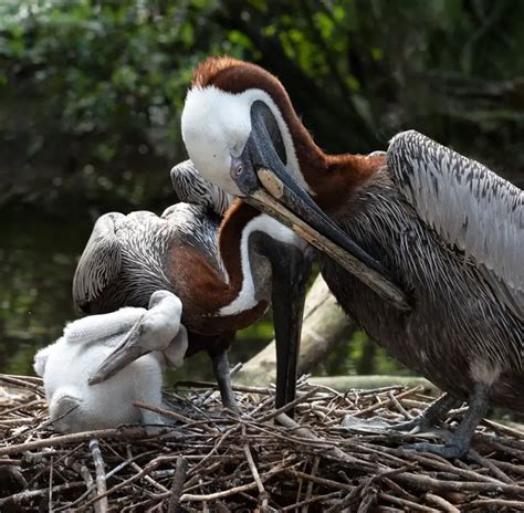 Baby Pelicans All Facts That You Want To Know