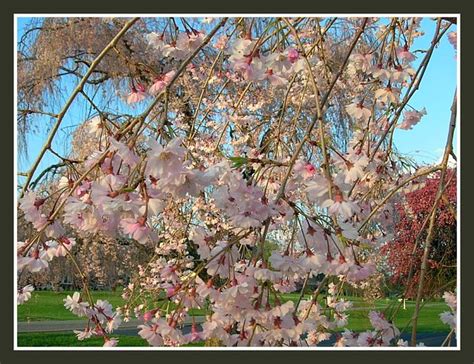Moms Weeping Chinese Cherry Tree Flickr Photo Sharing
