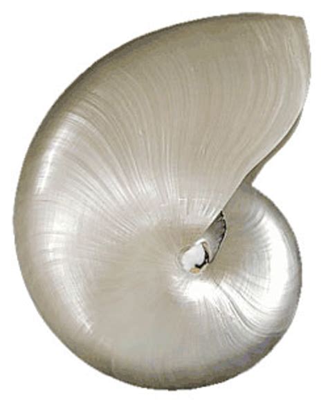 Pearl Nautilus Seashells Nautiloid Large Sea Shells California