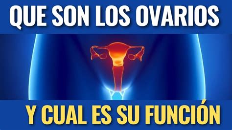 Qué son los ovarios y cuál es su función LIB ASK