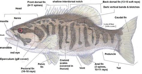 External Anatomy Of A Perch Anatomy Diagram Source