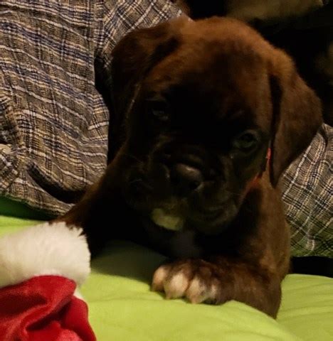 Boxer puppies for sale in wisconsin select a breed. Boxer puppy dog for sale in Black River Falls, Wisconsin