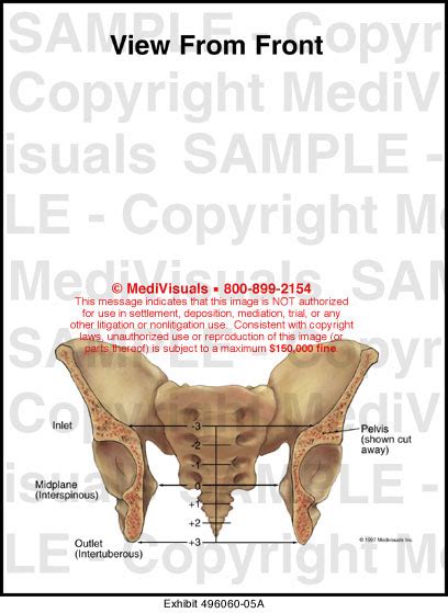 View From Front Medical Illustration Medivisuals