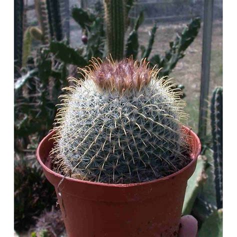 Also valid for peruvian torch, bolivian torch, peyote and. Parodia mutabilis - Cactus Shop | Cactus, Succulents, Plants