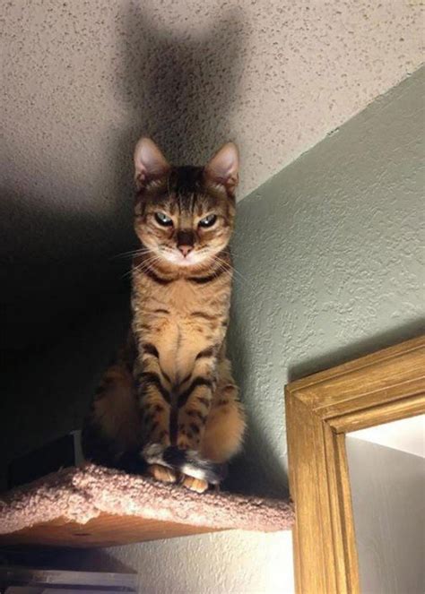 Unsettling Images That Prove Cats Are Secretly Evil
