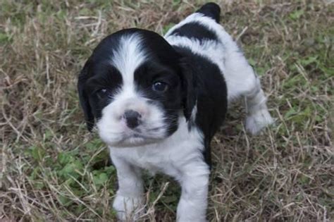 Mom is a blue merle and tan parti female with a champion blood cocker spaniel · leitchfield, ky. Adorable AKC Cocker Spaniel Puppies ~ Ready for their forever home for Sale in Goldsboro, North ...