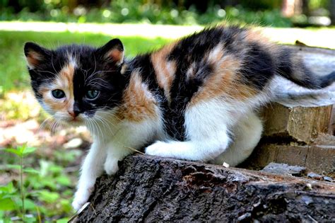Pin By Dstructed On Chats Calico Cat Cats Critter