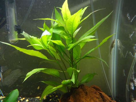 Hygrophila_corymbosa.JPG (4608×3456) | Planted aquarium, Plants