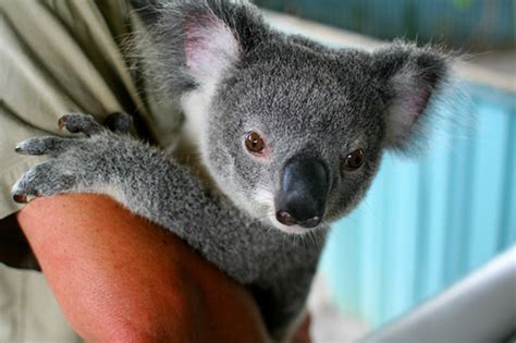 The 12 Coolest Exotic Pets That You Cant Own Pethelpful