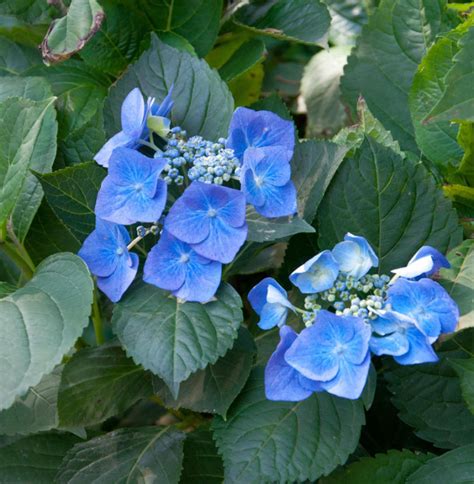 Hydrangea Macrophylla Blaumeise Bauernhortensie Blaumeise