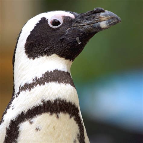 Singing Penguins British Ornithologists Union