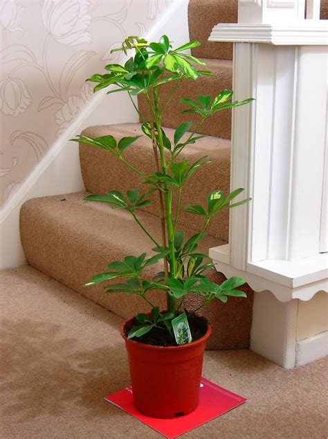 Easyplants Traditional Evergreen Indoor Plant Garden Tree Pot House