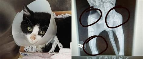 Kitten Found With Broken Legs Is Now On The Road To Recovery Cole