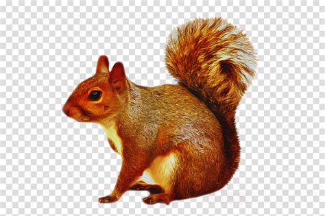 Download High Quality Squirrel Clipart Red Transparent Png Images Art