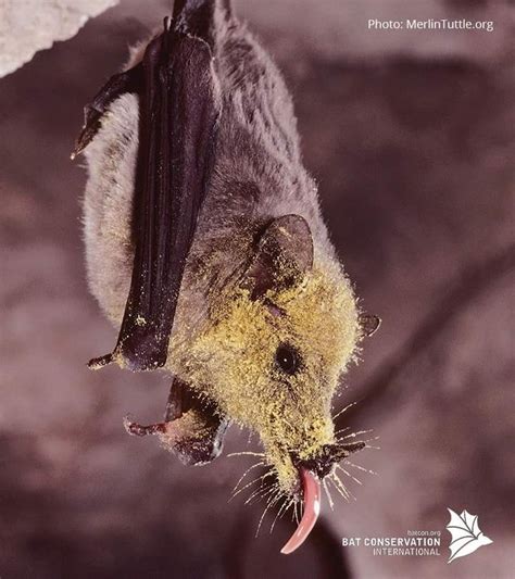 It is monotypic within the genus choeronycteris. Mexican long tongued Bat | Animales adorables, Animales ...